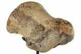 Triceratops Phalanx Bone with Metal Stand - Wyoming #244658-1